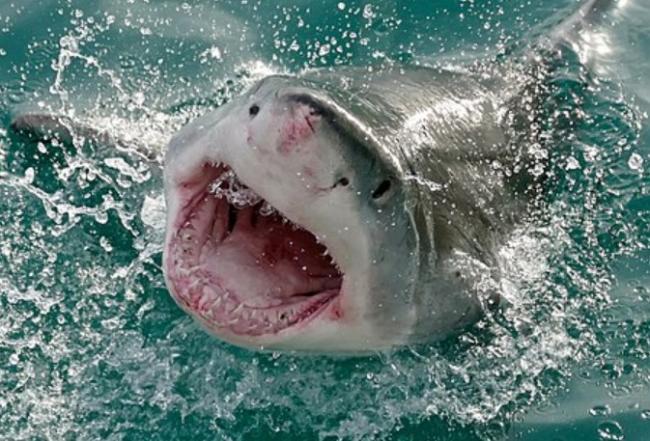 Md. Medic, Nurse Wife Help Young Shark Bite Victim